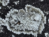 Rhymbocarpus neglectus image