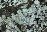 Rhymbocarpus neglectus image
