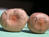 Rhodocybe nitellina image