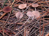 Gymnopus villosipes image