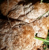 Fuligo septica image