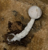 Austroboletus roseialbus image