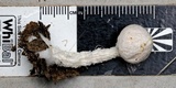 Austroboletus roseialbus image