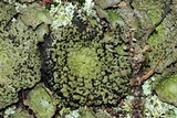 Lasallia papulosa image