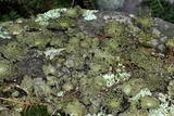 Lasallia papulosa image