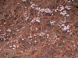 Mycena leptocephala image