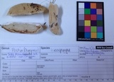 Tyromyces leucospongia image
