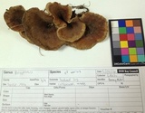 Polyporus varius image