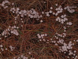 Mycena leptocephala image