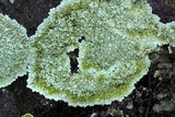 Flavoparmelia baltimorensis image