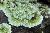 Flavoparmelia baltimorensis image