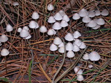 Mycena leptocephala image