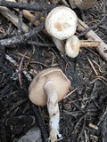Clitocybe albirhiza image