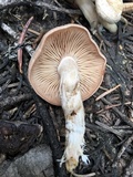 Clitocybe albirhiza image