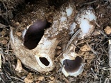 Sarcosphaera coronaria image