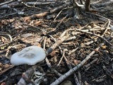Clitocybe glacialis image