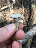 Clitocybe glacialis image