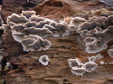 Bjerkandera adusta image