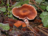 Armillaria cepistipes image