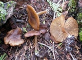 Leptonia umbilicata image