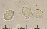 Leptonia umbilicata image