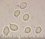 Leptonia umbilicata image