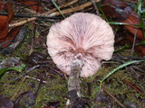 Armillaria cepistipes image