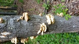 Pleurotus populinus image