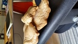 Pleurotus populinus image
