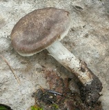 Tricholoma moseri image