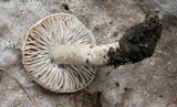 Tricholoma moseri image