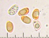 Tricholoma moseri image