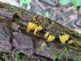 Dacryopinax spathularia image