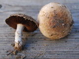 Agaricus cupreobrunneus image