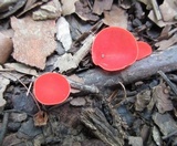 Sarcoscypha occidentalis image