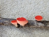 Sarcoscypha occidentalis image