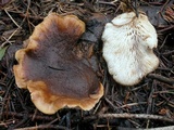 Lentinellus montanus image