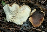 Lentinellus montanus image