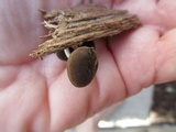 Simocybe centunculus var. centunculus image