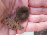 Simocybe centunculus var. centunculus image
