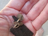Simocybe centunculus var. centunculus image