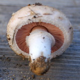 Agaricus cupreobrunneus image