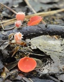 Microstoma floccosum image