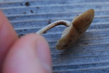 Simocybe centunculus var. centunculus image