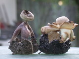 Geastrum fornicatum image