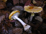 Amanita amerimuscaria image