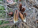 Wynnella silvicola image