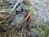 Wynnella silvicola image
