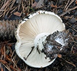 Russula dissimulans image