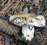Russula dissimulans image